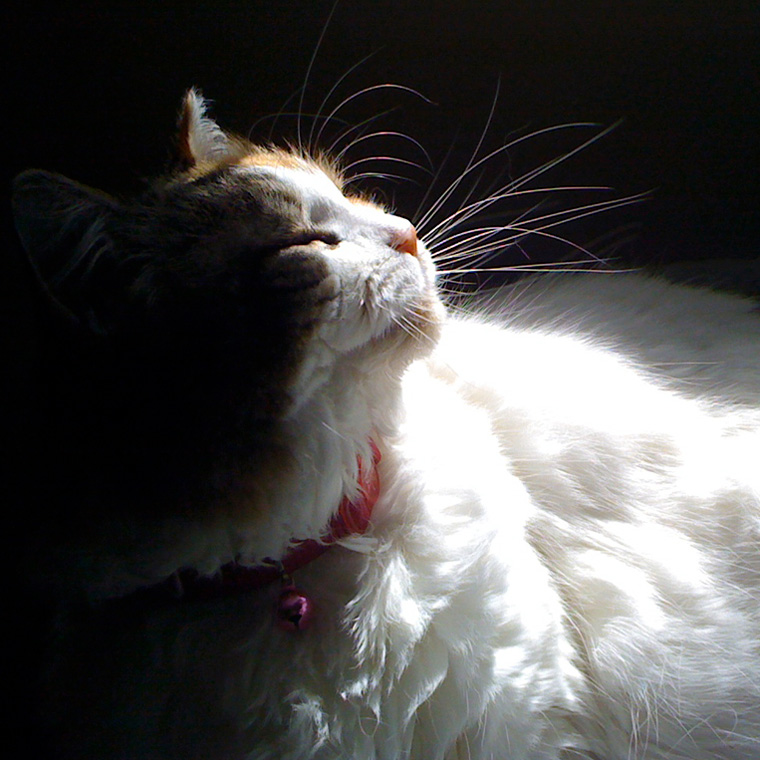 photography of cat in the sun