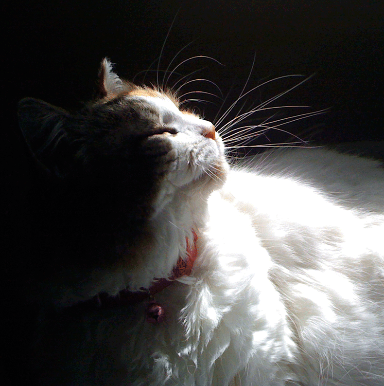 cat in sun photo